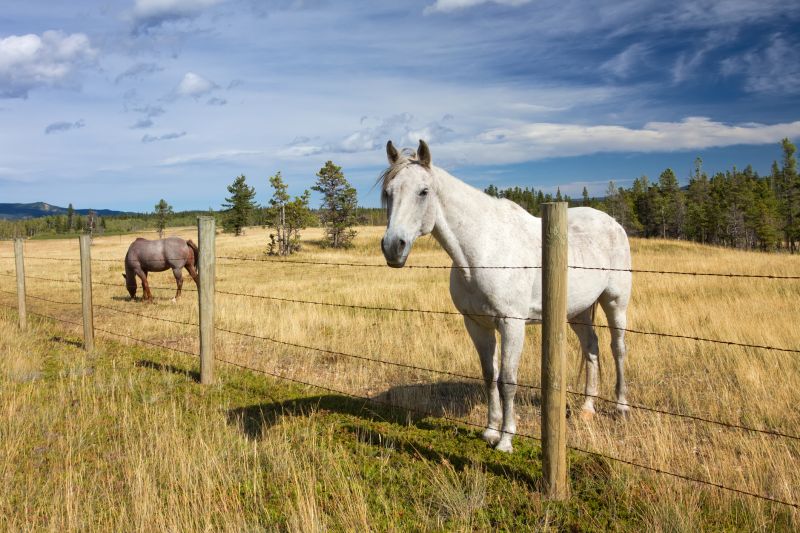 Livestock Fencing Installation